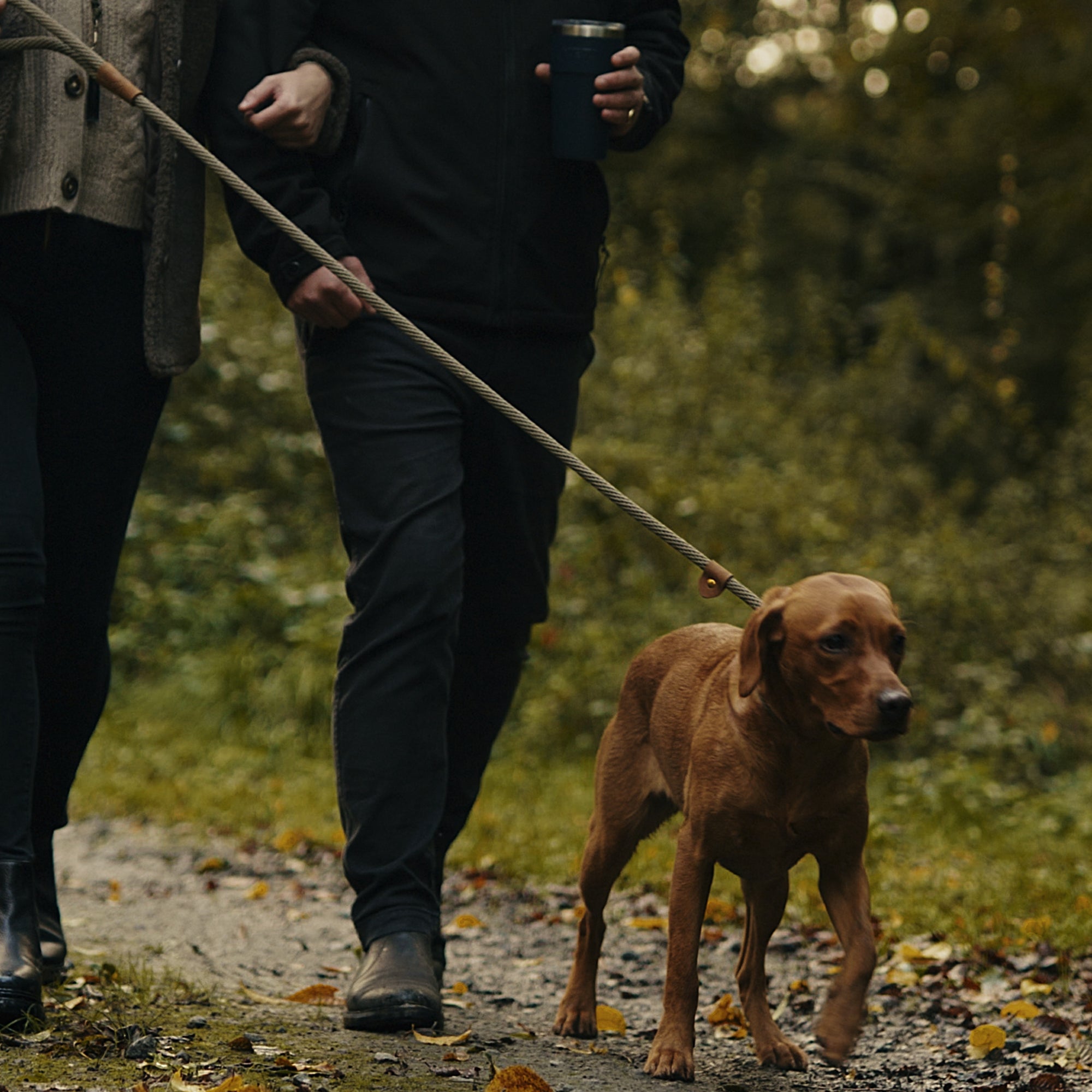 Celebrating Six Months of Dog Den