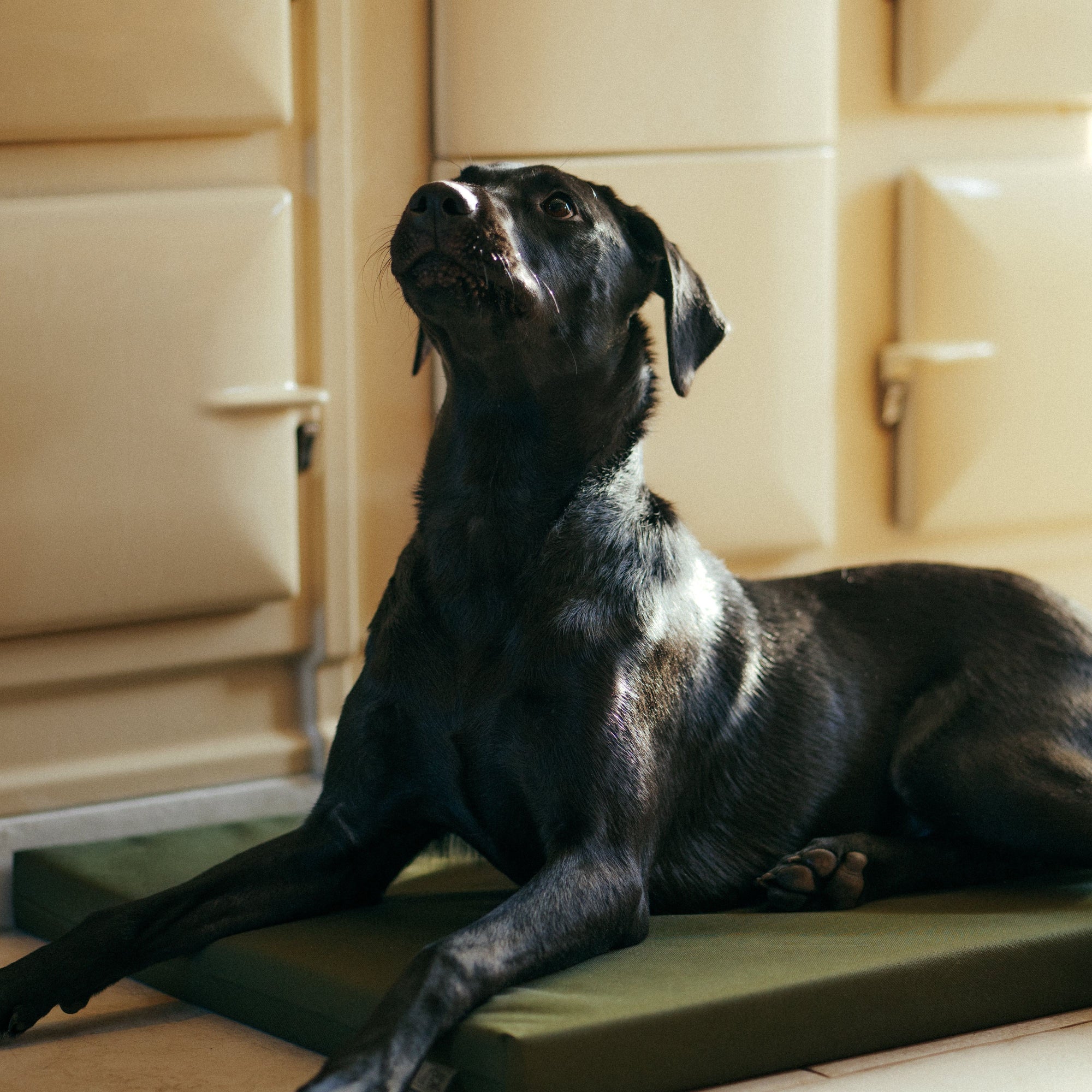 Pine Green Den Mat