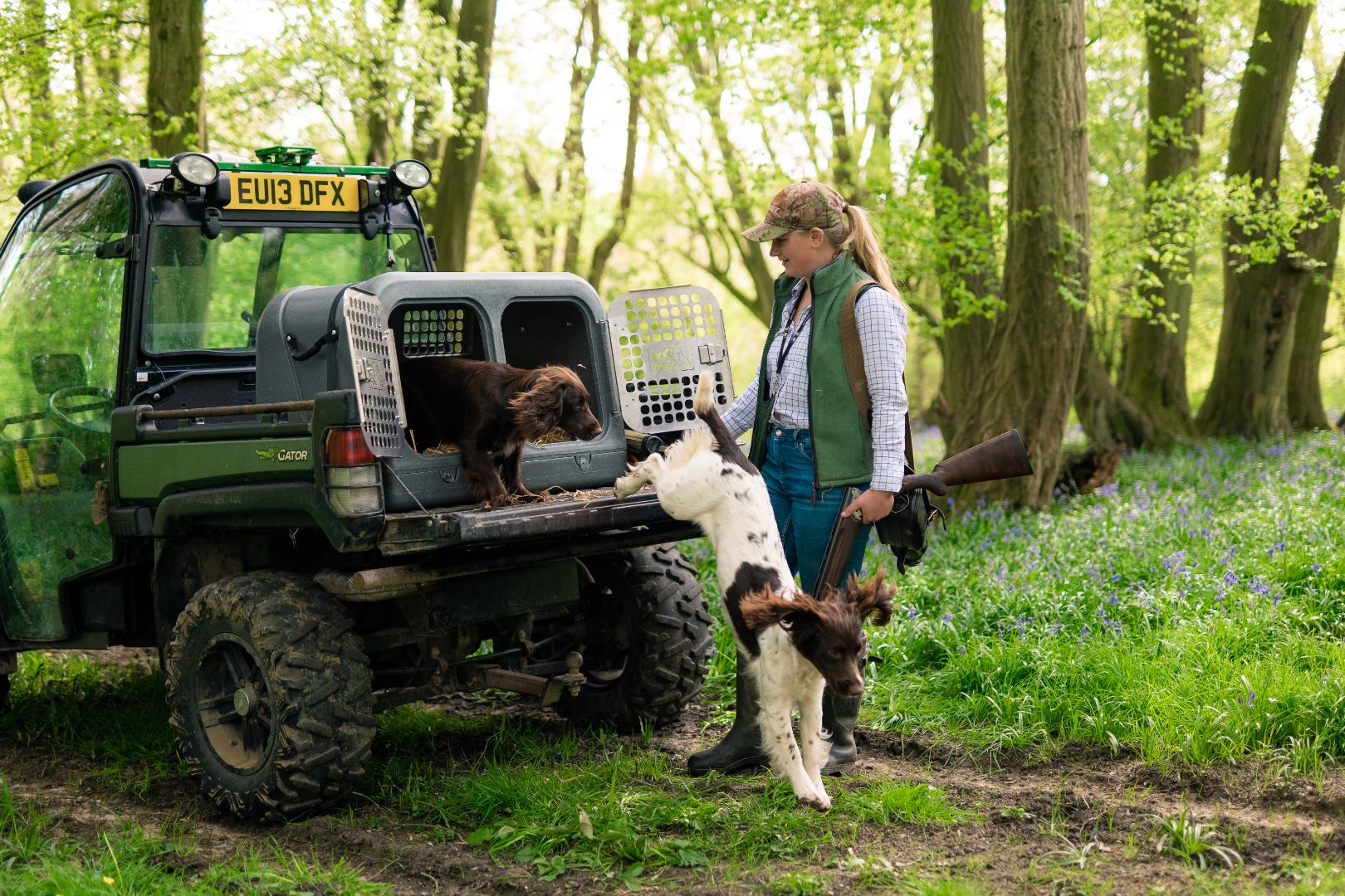 spaniels jumping out of gunmetal silver dog den about to go rabbit shooting