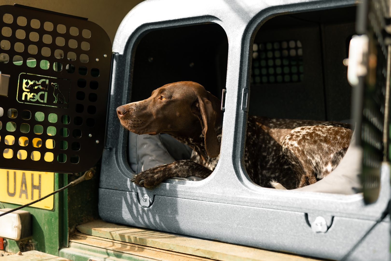 short haired pointer inside gunmetal black dog den