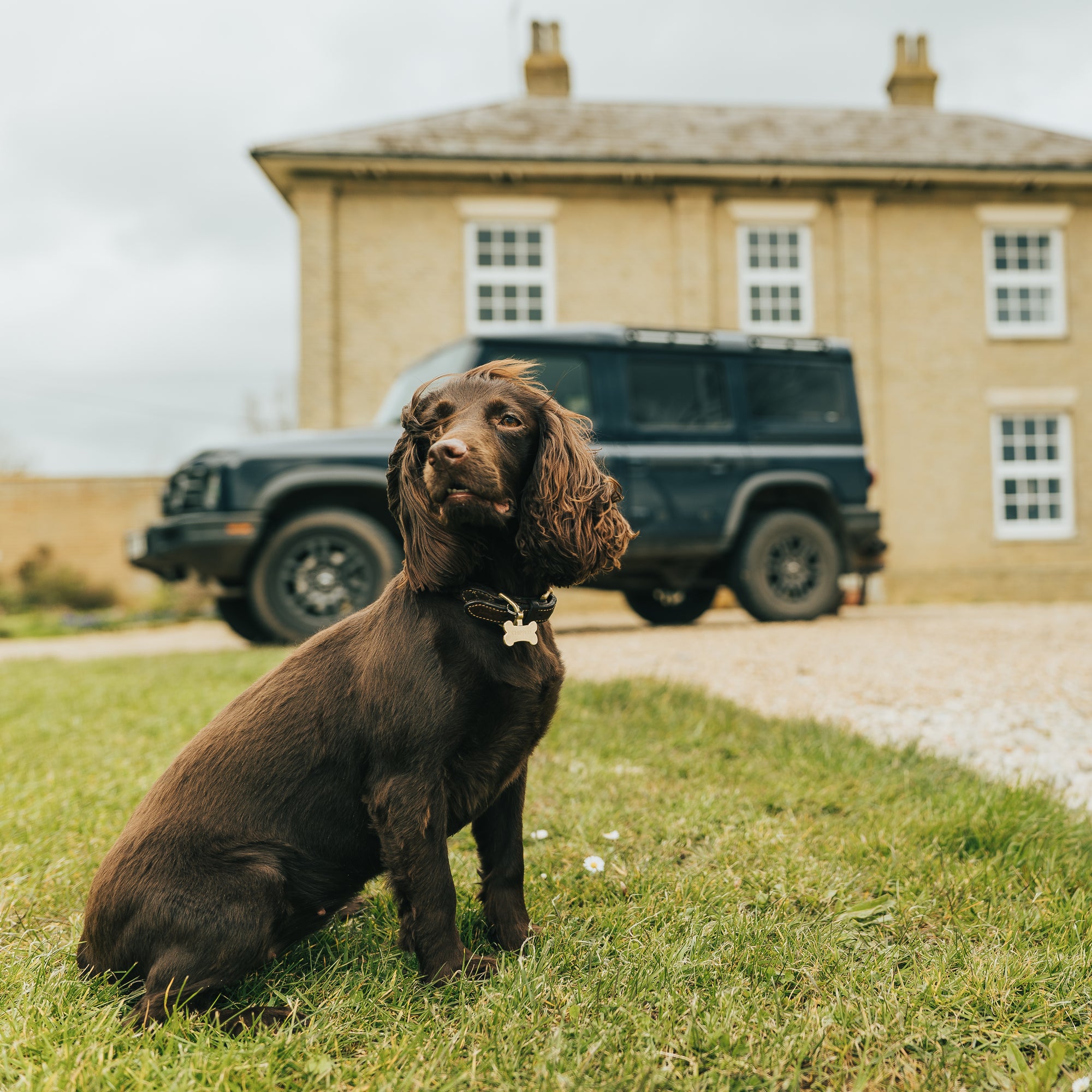 brown spaniel sat with blue 4x4 grenadier and suffolk country home in background