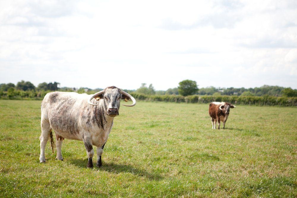 Open Farm Sunday