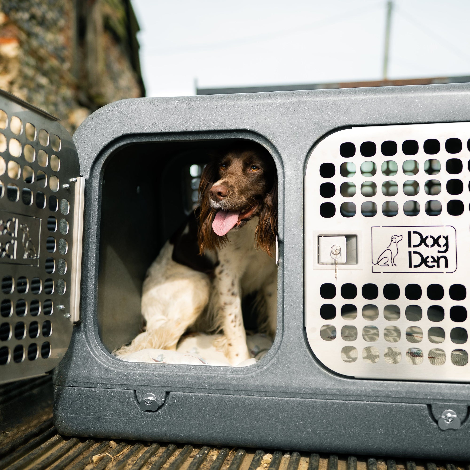 springer spaniel inside the dog den strapped to an old ford pick-up truck