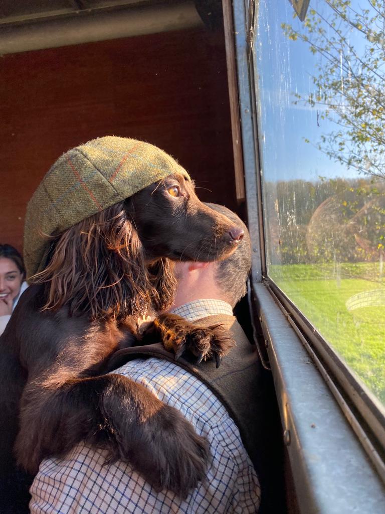 working brown spaniel with farmers cap in shooting wagon looking out of window