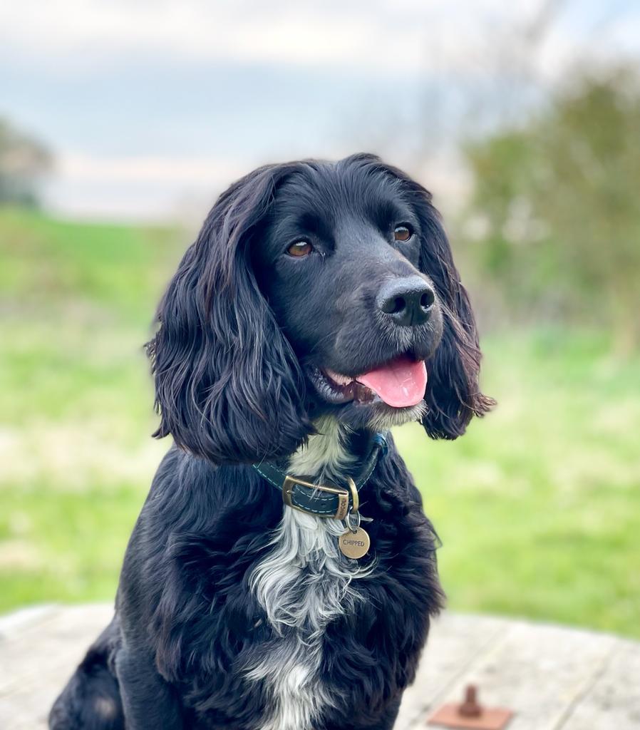 Black spaniel sat down with tongue out