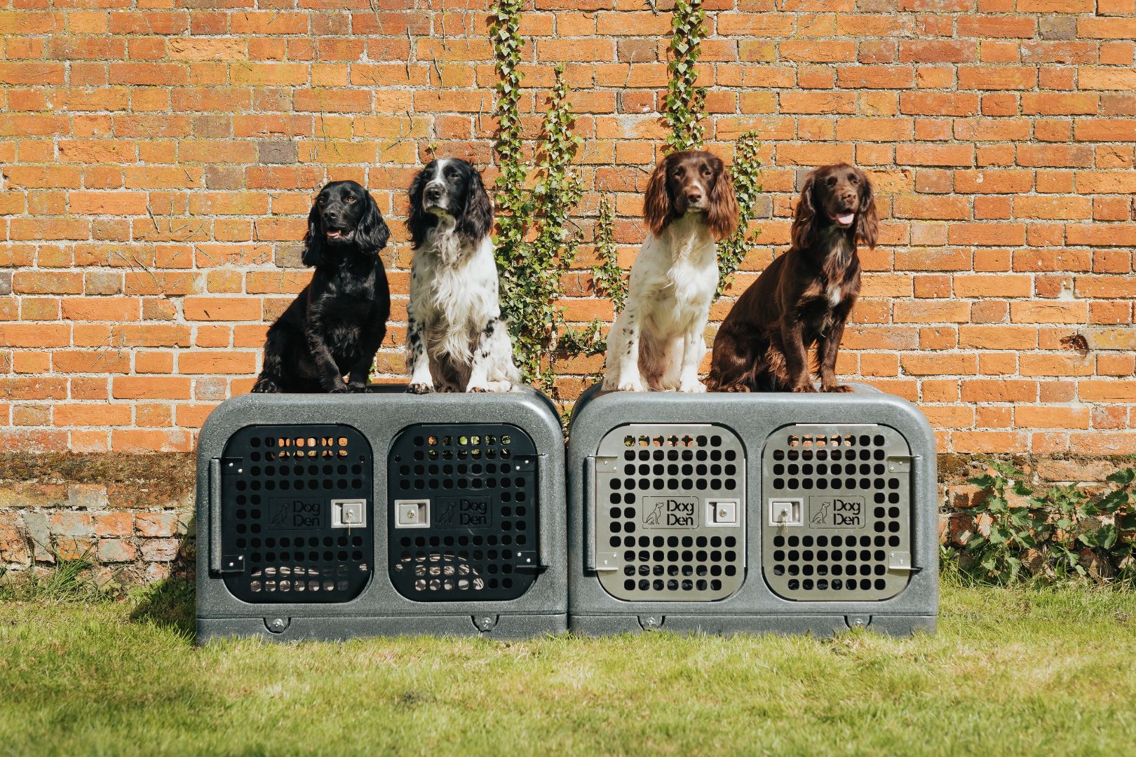 Four spaniels sat on top of two gunmetal dog dens against a brick wall