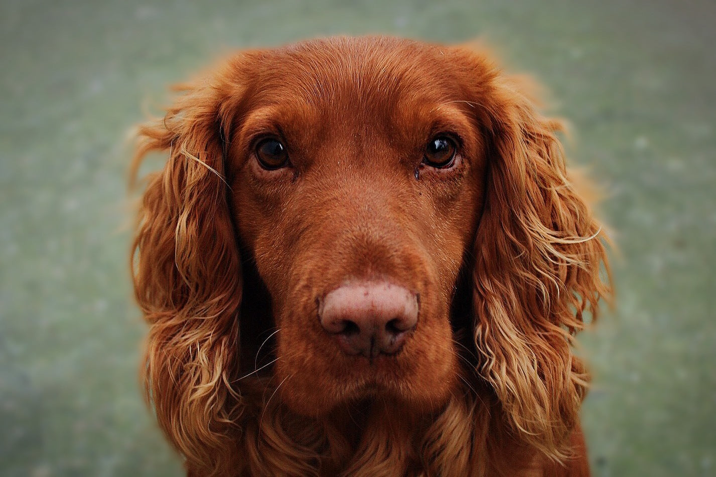 close up of red irish setter